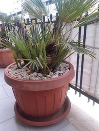 Piante Palme 