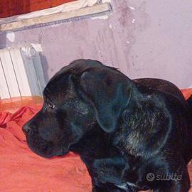 Cane corso