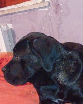 Cane corso