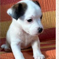 Jack russel