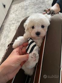 Maltese&maltesi