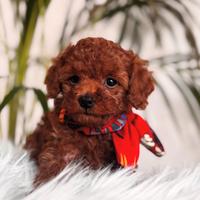 Barboncino Mini Toy Red cuccioli