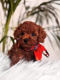 Barboncino Mini Toy Red cuccioli