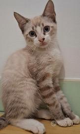 Gattini incrocio Siamese / Thai (Lynx Point)