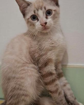 Gattini incrocio Siamese / Thai (Lynx Point)