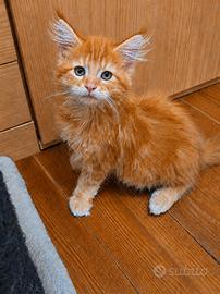 Cuccioli di Maine Coon