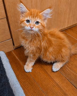 Cuccioli di Maine Coon