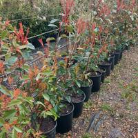 piante siepe photinia