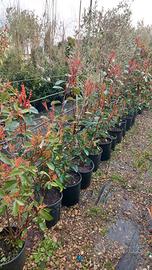 piante siepe photinia