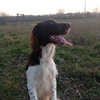 Springer