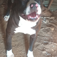 Pitbull