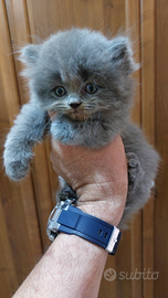 Scottish fold è straight