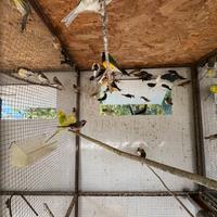 Passeri del giappone