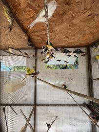 Passeri del giappone