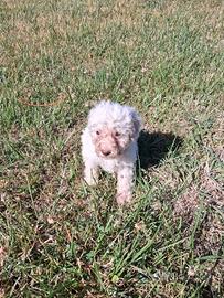 Cuccioli di lagotto