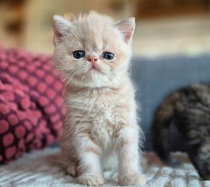Gattino exotic shorthair pedigree Enfi