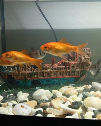 ACQUARIO LT. 54