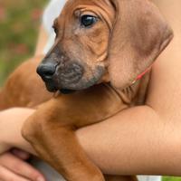 Cuccioli di Rhodesian Ridgeback