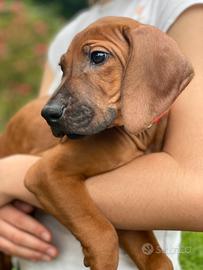 Cuccioli di Rhodesian Ridgeback