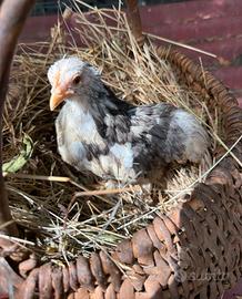Gallina cocincina nana