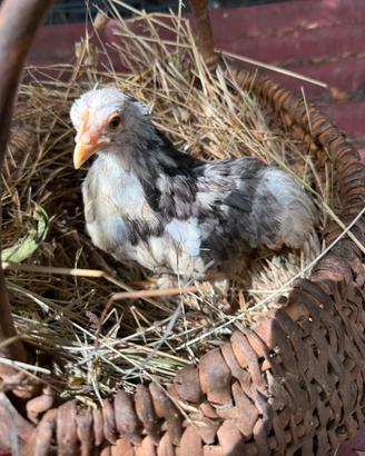 Gallina cocincina nana
