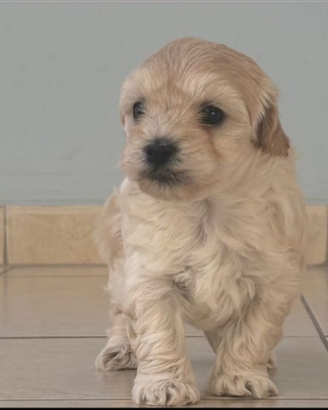 Maltipoo toy