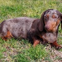 Bassotto femmina adulta 3 anni