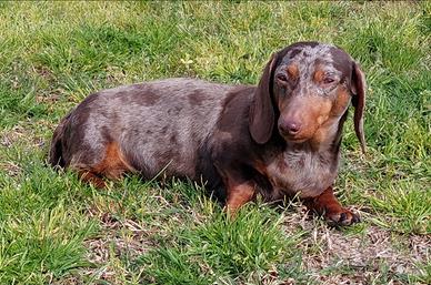 Bassotto femmina adulta 3 anni