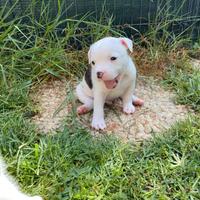 Stafford shire bull terrier