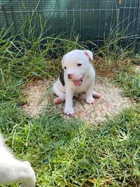 Stafford shire bull terrier