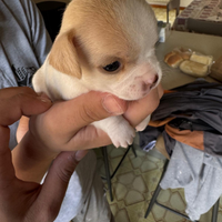 Cuccioli di chihuahua maschi e femmine