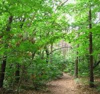 Due boschi tagliabili in Venegono S. e Binago