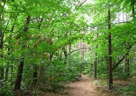 Due boschi tagliabili in Venegono S. e Binago