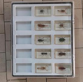 Collezionismo Insetti 