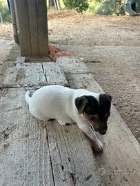 Cuccioli jack russel terrier