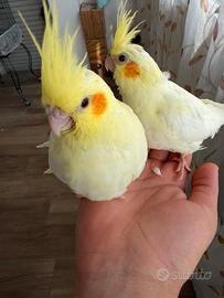 Calopsite Allevato a Mano