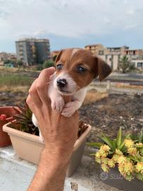 Jack russell