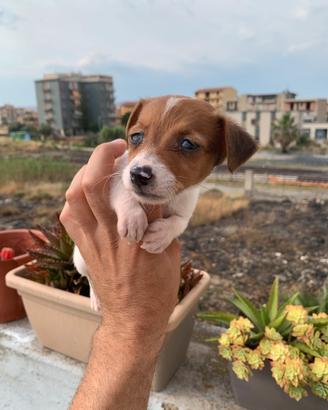 Jack russell