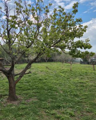 Terreno agricolo Cecina con possibilita' annesso