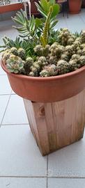 piante grasse