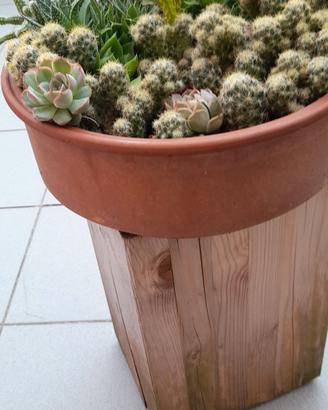 piante grasse