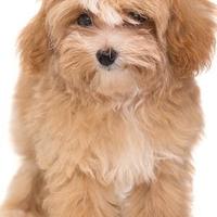 Maltipoo cuccioli maschi e femmine