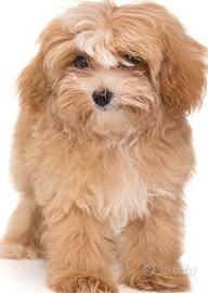 Maltipoo cuccioli maschi e femmine