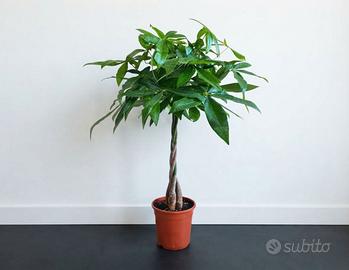 💚 Pianta Pachira Aquatica con Tronco intrecciato