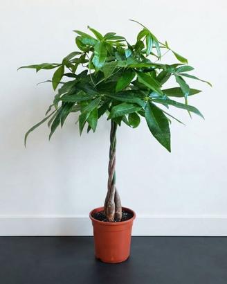 💚 Pianta Pachira Aquatica con Tronco intrecciato