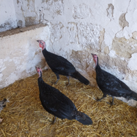 Tacchino nero italia