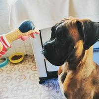 Fidanzata per il mio Boxer