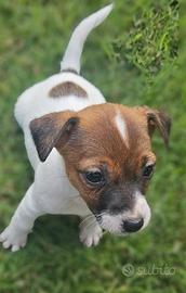 Jack russell terrier