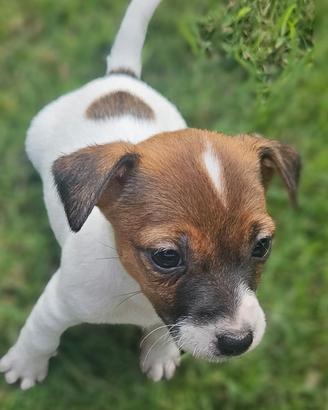 Jack russell terrier
