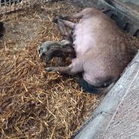 Scrofe di mangalica puri